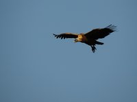 2014.10.21 Griffon Vulture.JPG