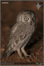 Oriental Scops-owl.jpg