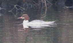 Goosander3.jpg