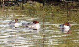 Goosander4.JPG