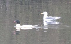 Goosander+LBBG.jpg