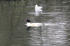 Goosander1.jpg