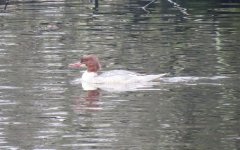 Goosander2.jpg