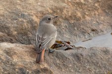 Black-Redstart-(19)-web.jpg