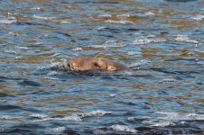 Grey-Seal-(4)-web.jpg