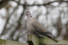 collared dove2.JPG