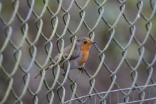 robin on fence.JPG