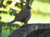 IMG_9979 White-throated Thrush @ PV, Mexico .JPG