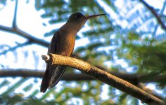 IMG_9984 Cinnamon Hummingbird @ PV, Mexico.JPG