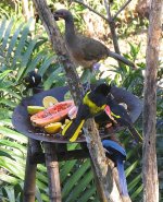 IMG_0022 endemic-rich bird table @ PV, Mexico.JPG