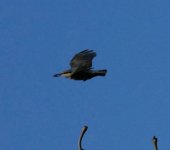 A Nuthatch flying..jpg