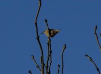 A Nuthatch..jpg