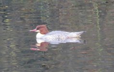 Goosander1.jpg