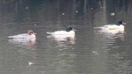 Goosander2.jpg