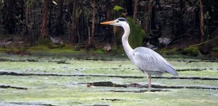 IMG_0546 Grey Heron & Silkys @Tai O.JPG