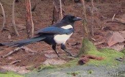 IMG_0551 Magpie @ Tai O.JPG