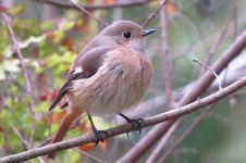 IMG_0562 Daurian Redstart @ Tai O.JPG