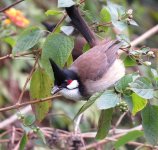 IMG_0567 - Crested Bulbul @ Tai O.JPG