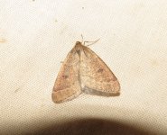 Early Moth 20150109 Dartford Heath.JPG