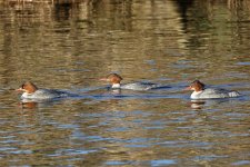 01 Goosander 1.jpg