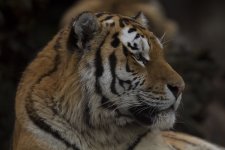 tiger_MG_9875.jpg