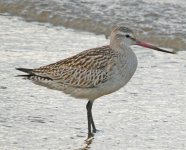 Black tailed Godwit.jpg