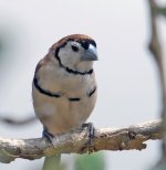 Double barred Finch2.jpg