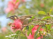 Lewin's Honeyeater.jpg