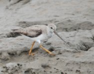 Terek Sandpiper.jpg