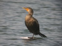 141110_MLKJ.RS_DoubleCrestedCormorant_Immature_005.jpg