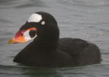 141110_MLKJ.RS_SurfScoter_001.jpg