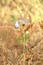 birding_img_21c920f5db4ca9ebda972cfbb9c803e6.jpg