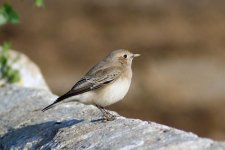 birding_img_9ff3d877bdba39d85163d6b93cbf25ce.jpg