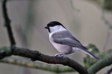 Willow_Tit_IMG_6565.jpg