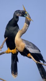 Anhinga Pair Display9 Fl GH4 stx95 24Jan 2015.jpg