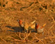 Munia.jpg