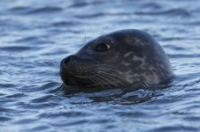 2015_01_08 (26)_Common_Seal (800x533).jpg