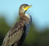 double crested cormorant Fl GH4 stx95 c _1830712.jpg