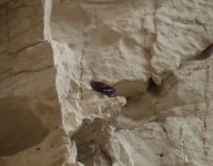 wallcreeper4.jpg