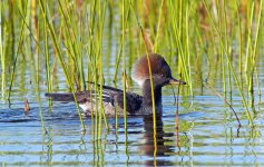 hooded merganiser F Fl GH4 stx95_1830101.jpg