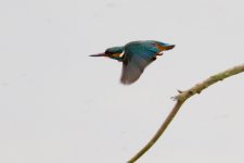 Kingfisher in flight.jpg