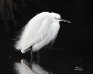 little egret4.jpg