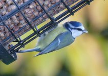 A FZ1000 Blue Tit..jpg