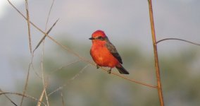 IMG_9767 Vermillion Flycatcher @ PV  Mexico.jpg