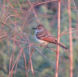 IMG_9770 - Ashy-throated Flycatcher @ PV Mexico.JPG