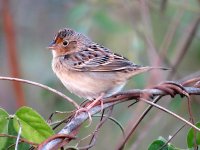 IMG_9781 Grasshopper Sparrow @ PV Mexico.JPG