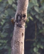 fire-bellied woodpecker.JPG