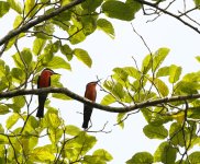 pair rosy bee-eaters.JPG