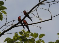 rosy bee-eaters.JPG