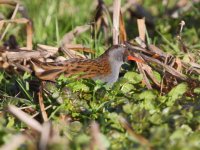 waterrail1.jpg